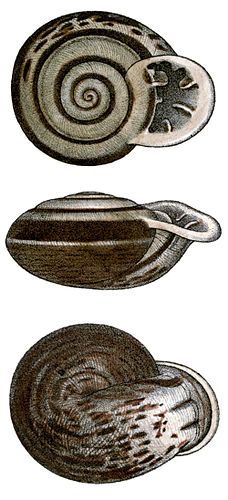 Anostoma octodentatum